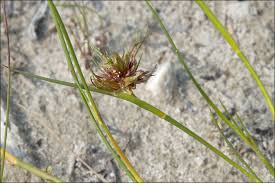 Attēlu rezultāti vaicājumam “Juncus alpinoarticulatus leaf”