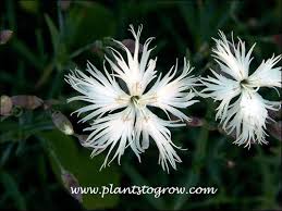 Attēlu rezultāti vaicājumam “Dianthus arenarius”