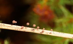 Attēlu rezultāti vaicājumam “Collaria rubens”