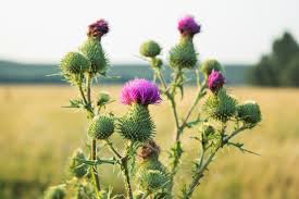 Image result for Silybum marianum