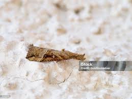 Attēlu rezultāti vaicājumam “Hypena rostralis”