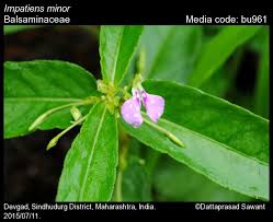 Attēlu rezultāti vaicājumam “Balsaminaceae”