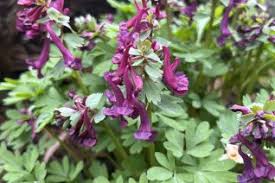 Attēlu rezultāti vaicājumam “Papaveraceae”