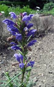 Attēlu rezultāti vaicājumam “Dracocephalum ruyschiana flower”