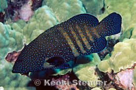 Image result for Hyporthodus quernus