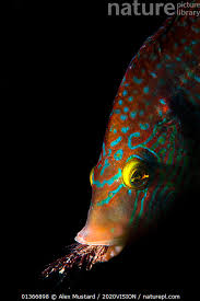 Image result for Symphodus melops