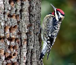 Image result for Sphyrapicus varius