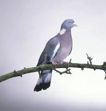 Image result for Columba palumbus