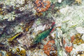 Image result for Sparisoma aurofrenatum