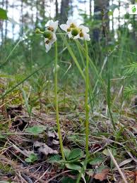 Attēlu rezultāti vaicājumam “Moneses uniflora fruit”