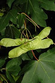 Attēlu rezultāti vaicājumam “Acer campestre fruit”