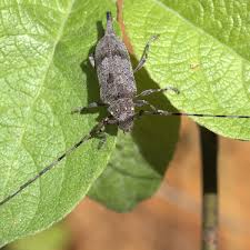 Attēlu rezultāti vaicājumam “Acanthocinus aedilis”