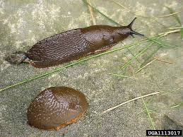 Attēlu rezultāti vaicājumam “Arion rufus”