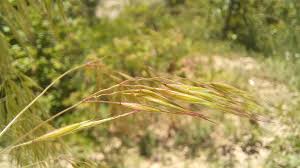 Attēlu rezultāti vaicājumam “Anisantha tectorum fruit”