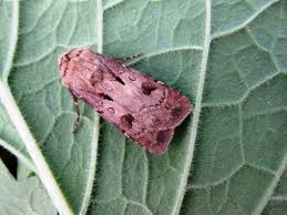 Attēlu rezultāti vaicājumam “Agrotis exclamationis”