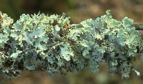 Attēlu rezultāti vaicājumam “Platismatia glauca”