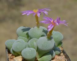 Attēlu rezultāti vaicājumam “Thamnobryum subserratum sporophyte”