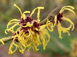 Attēlu rezultāti vaicājumam “Hamamelis japonica”