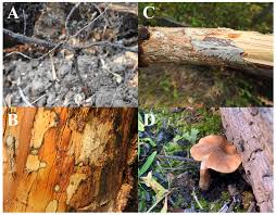 Attēlu rezultāti vaicājumam “Armillaria sp.”