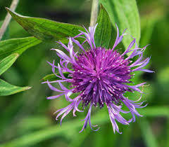 Image result for Centaurea nigra