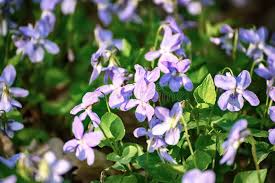 Attēlu rezultāti vaicājumam “Viola reichenbachiana leaf”