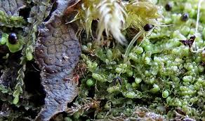 Attēlu rezultāti vaicājumam “Leiocolea rutheana cells”