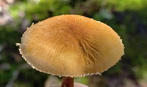 Attēlu rezultāti vaicājumam “Cystoderma amianthinum”