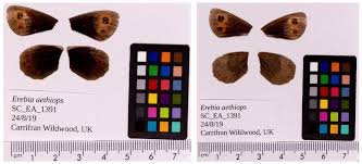 Attēlu rezultāti vaicājumam “Erebia aethiops underside”
