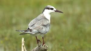 Attēlu rezultāti vaicājumam “Chlidonias hybrida”