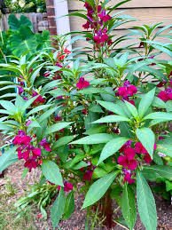 Image result for Impatiens balsamina