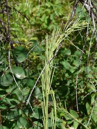 Attēlu rezultāti vaicājumam “Arabis glabra leaf”