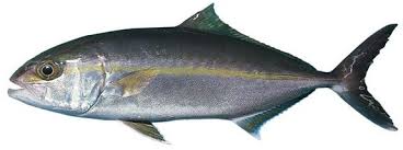 Image result for Seriola dumerili