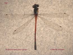 Attēlu rezultāti vaicājumam “Coenagrionidae”