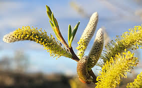 Attēlu rezultāti vaicājumam “Chionaspis salicis imago”