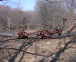 Attēlu rezultāti vaicājumam “Acer saccharinum bud”