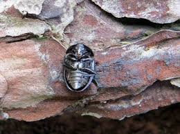 Attēlu rezultāti vaicājumam “Phosphuga atrata”