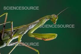 Attēlu rezultāti vaicājumam “Mantis religiosa”