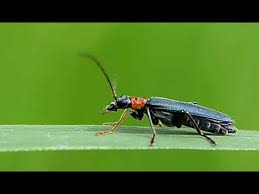 Attēlu rezultāti vaicājumam “Oedemera croceicollis”