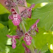Attēlu rezultāti vaicājumam “Stachys sylvatica flower”