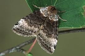 Attēlu rezultāti vaicājumam “Tetheella fluctuosa”