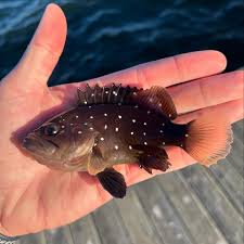 Image result for Hyporthodus niveatus