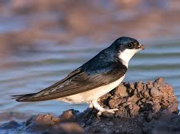 Attēlu rezultāti vaicājumam “Delichon urbicum adult”