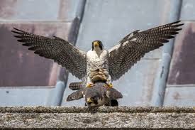 Image result for Herts Falcons