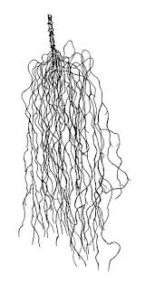 Attēlu rezultāti vaicājumam “Bryoria capillaris”