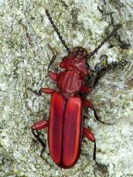 Attēlu rezultāti vaicājumam “Cucujidae”