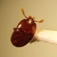 Attēlu rezultāti vaicājumam “Ptenothrix sp.”