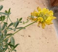 Attēlu rezultāti vaicājumam “Anthyllis maritima”