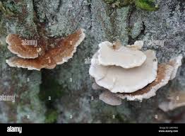 Attēlu rezultāti vaicājumam “Trametes ochracea”