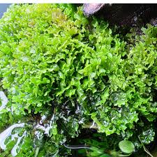 Attēlu rezultāti vaicājumam “Riccardia incurvata”