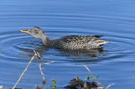 Attēlu rezultāti vaicājumam “Anas strepera female”